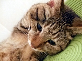 �y�c���c���z�n�[�g�����O���[�v�ɓ���O�ɓǂރ}�j���A��